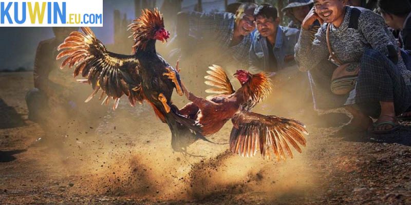 Đá Gà Chọi C3